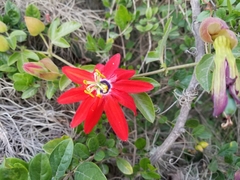 Passiflora manicata