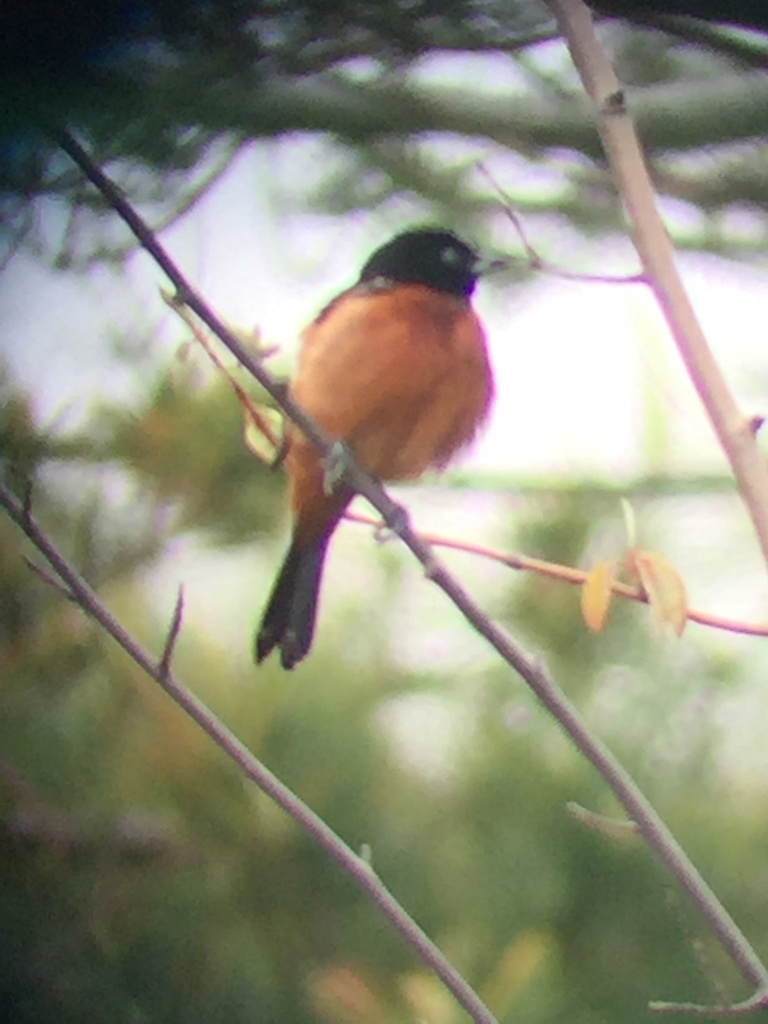 Orchard Oriole from Prospect Dr, Stratford, CT, US on May 6, 2017 at 09