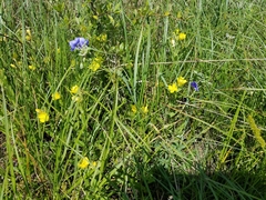 Oenothera pilosella