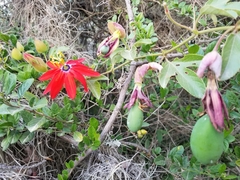 Passiflora manicata