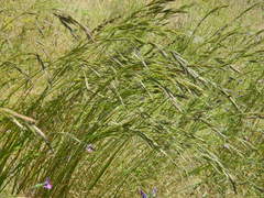 Bromus marginatus