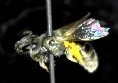 Lasioglossum
