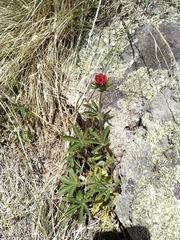 Potentilla thurberi