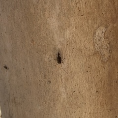 Cerastipsocus venosus