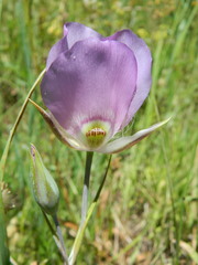 Calochortus nitidus