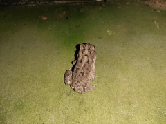 Anaxyrus terrestris