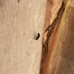 Cerastipsocus venosus