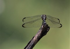 Dythemis nigrescens