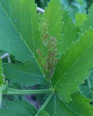 Phytomyza spondylii group