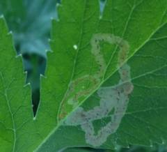 Phytomyza spondylii group