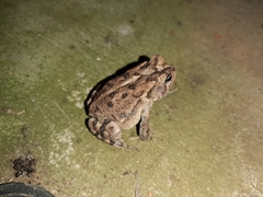 Anaxyrus terrestris