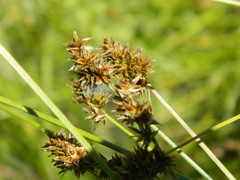 Carex hoodii