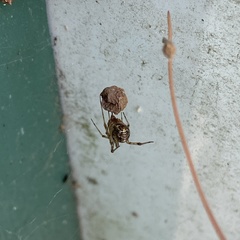 Parasteatoda tepidariorum