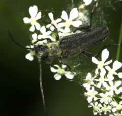 Trachysida mutabilis