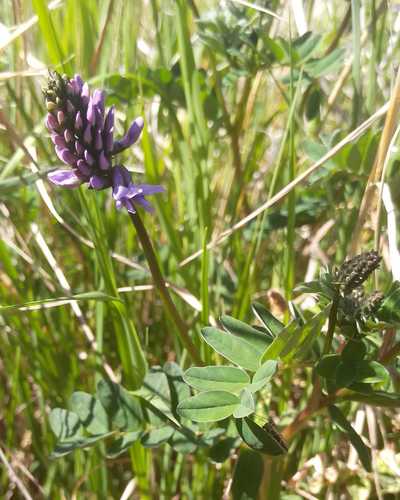 Astragalus norvegicus, photograph 5