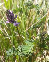 Astragalus norvegicus, photograph (c) Юлия, some rights reserved (CC BY)