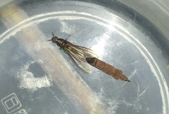 Atractocerus brasiliensis