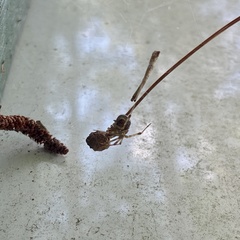 Parasteatoda tepidariorum