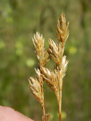 Carex petasata