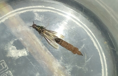 Atractocerus brasiliensis