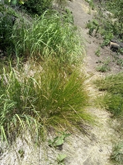 Carex wootonii