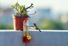 Cynanthus latirostris