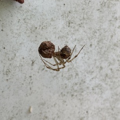 Parasteatoda tepidariorum