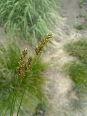 Carex wootonii