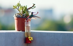 Cynanthus latirostris