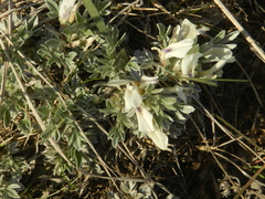 Astragalus gilviflorus