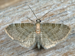 Eupithecia haworthiata