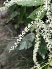 Aruncus
