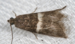 Elegia similella