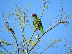 Amazona xantholora