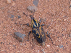 Metamasius hemipterus