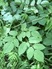 Aruncus