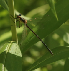 Lestes dryas