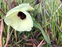Hibiscus diversifolius diversifolius