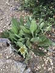 Wyethia helenioides