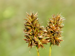 Carex hoodii