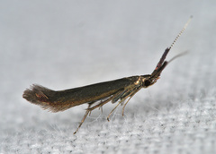 Coleophora mayrella