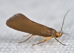 Crassa unitella