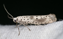 Yponomeuta irrorellus