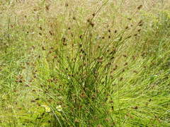 Carex hoodii