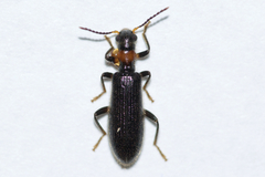 Cymatodera bicolor