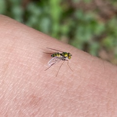 Dolichopodidae