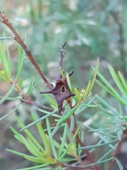 Gompholobium grandiflorum