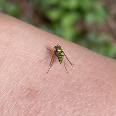 Dolichopodidae