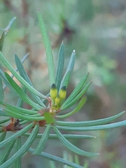 Gompholobium grandiflorum