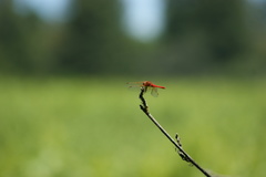 Sympetrum illotum